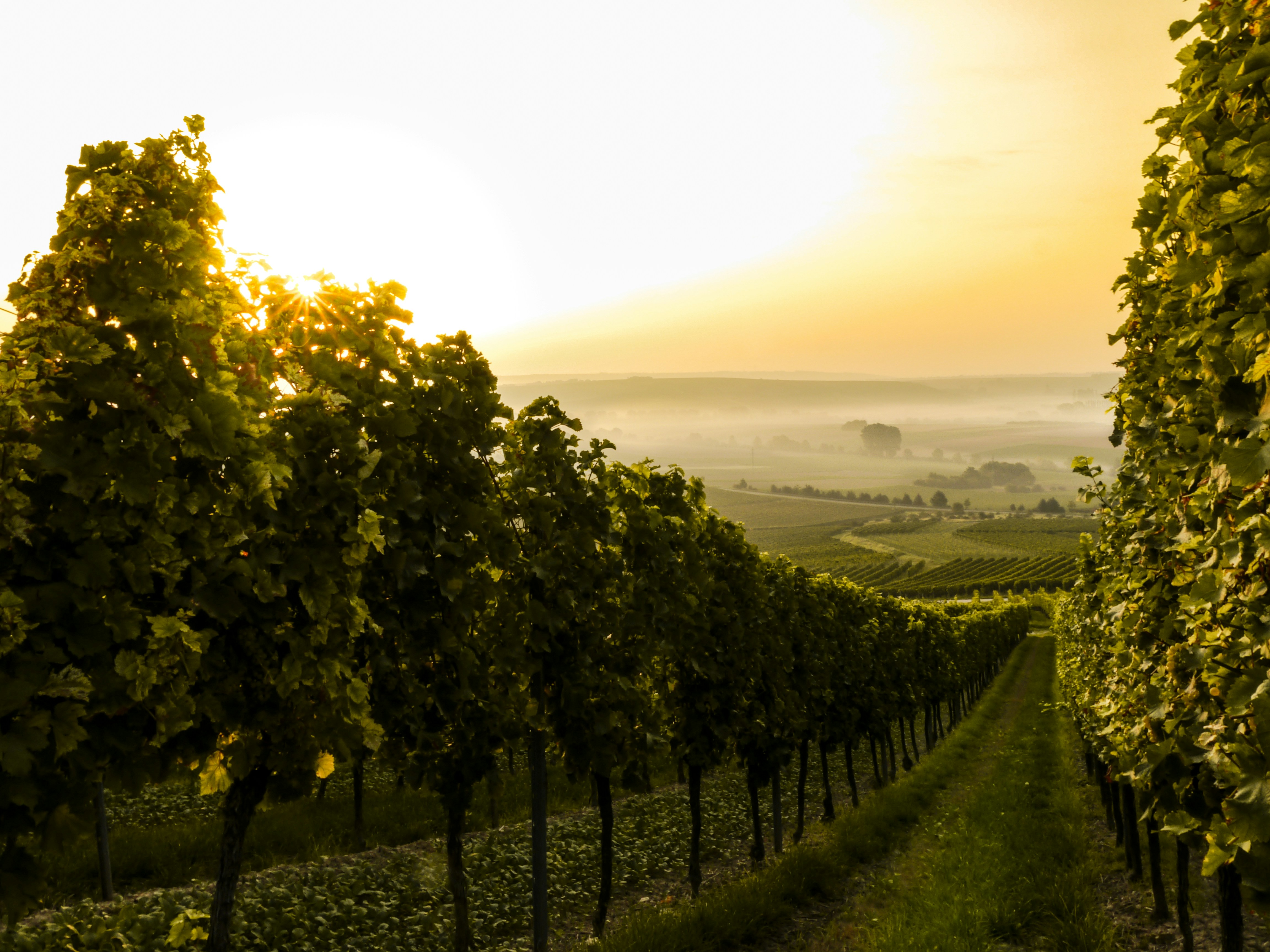Weinberge in der Toskana bei Sonnenuntergang